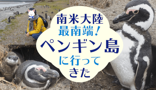 アルゼンチン旅行記①ビーグル水道ペンギン島クルーズツアーの感想