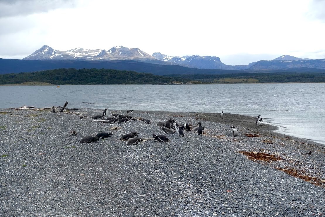 ビーグル水道のペンギン島