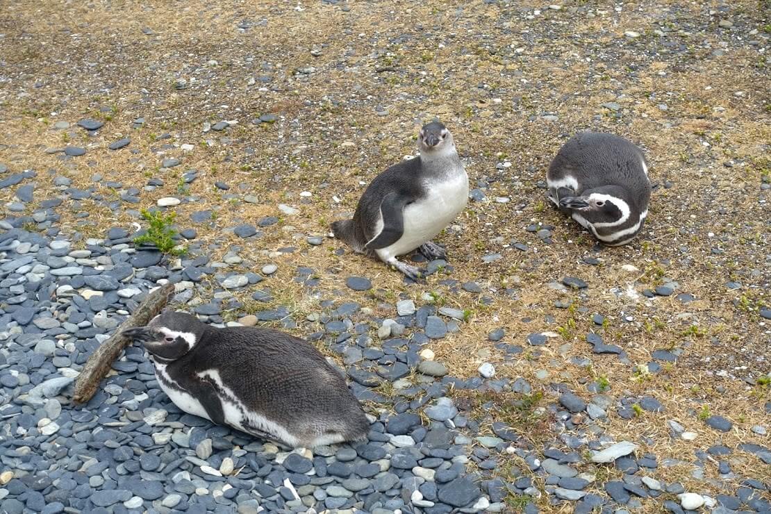 ビーグル水道のマゼラン・ペンギン