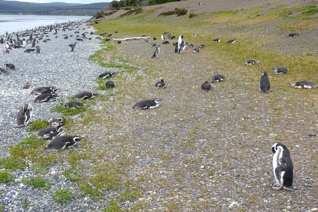 ビーグル水道のペンギン島