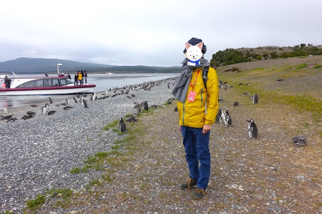 パタゴニア・ビーグル水道のペンギン