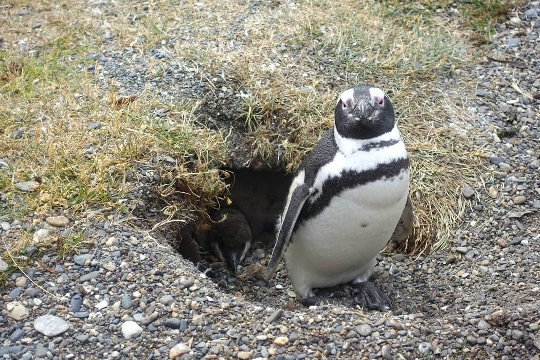 パタゴニアのペンギン