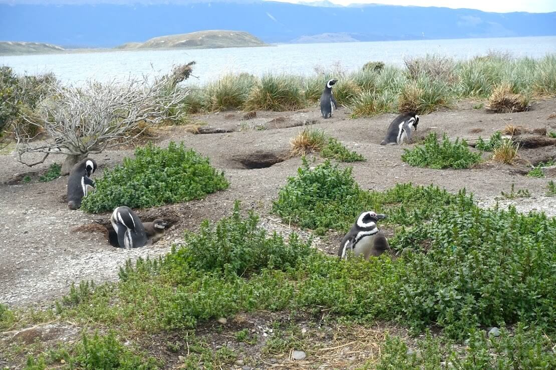 アルゼンチンのペンギン