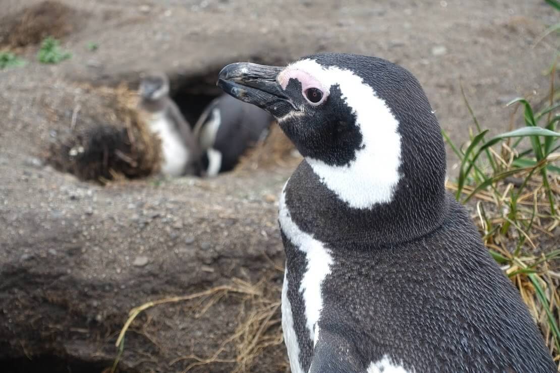 アルゼンチンのペンギン