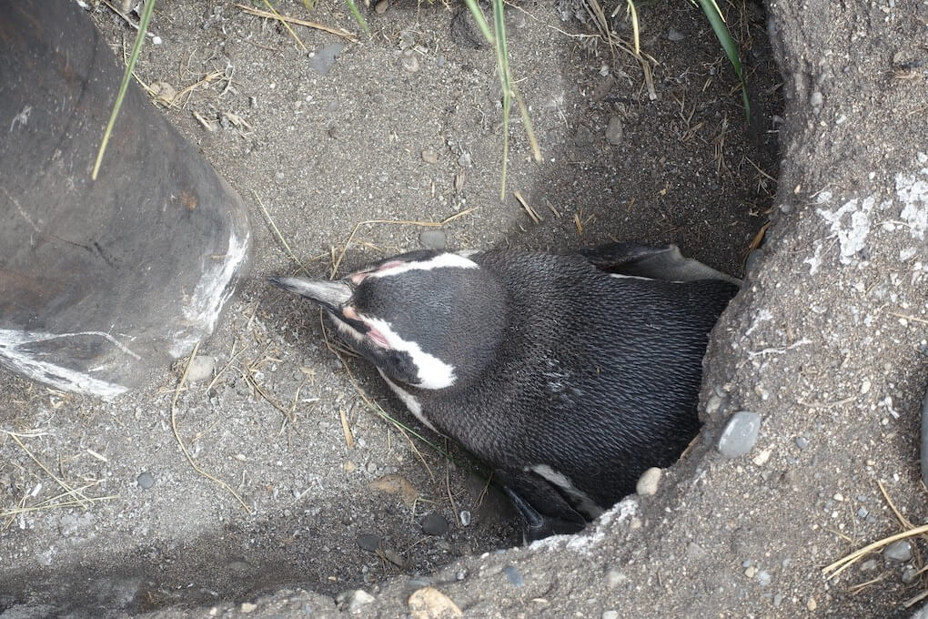 パタゴニアのペンギン
